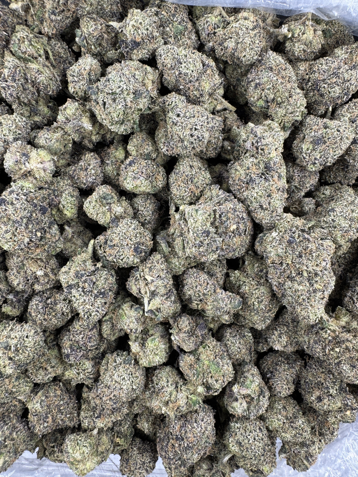 Cherry Zing - Indoor