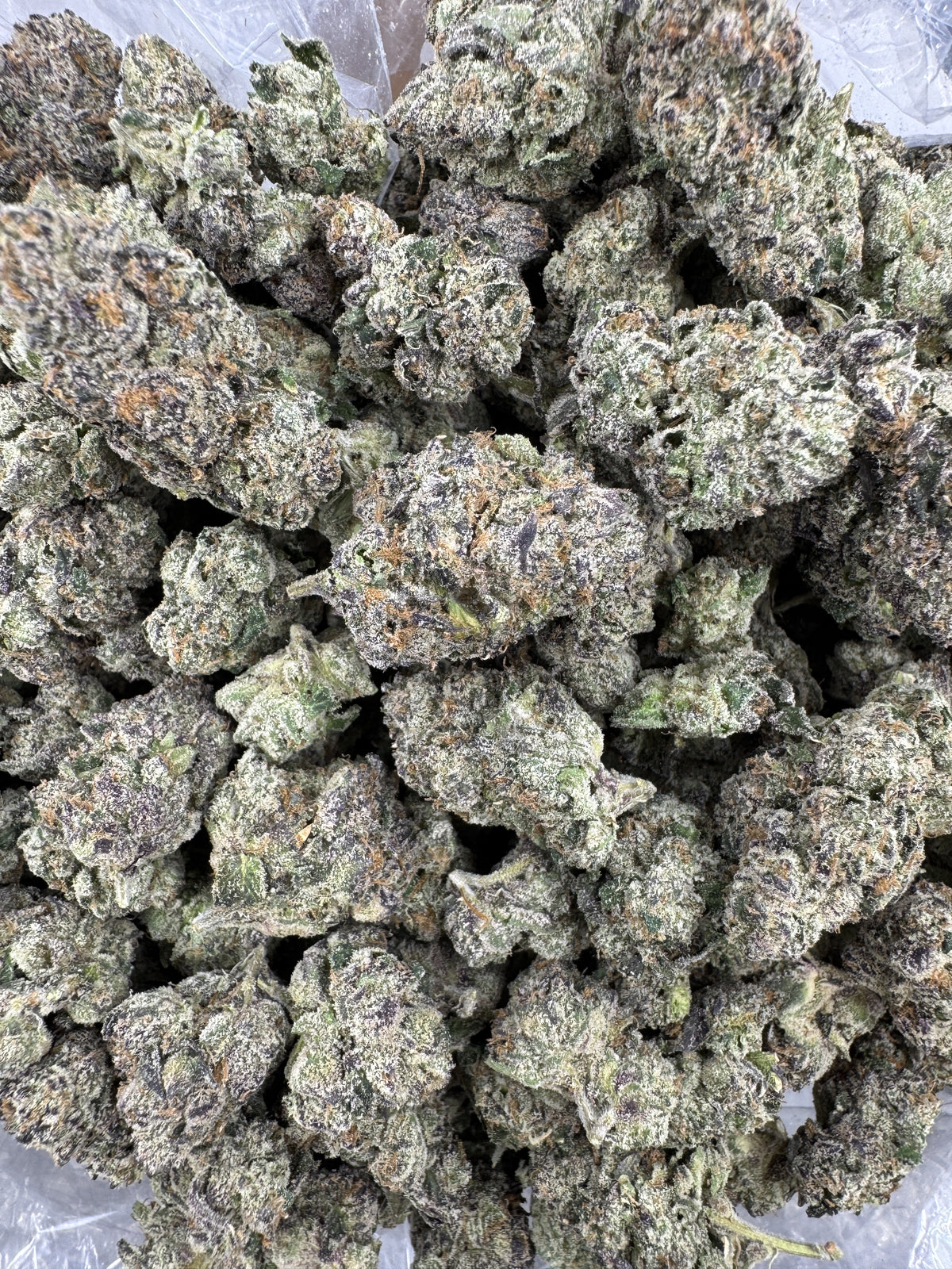 Black Cherry - Indoor