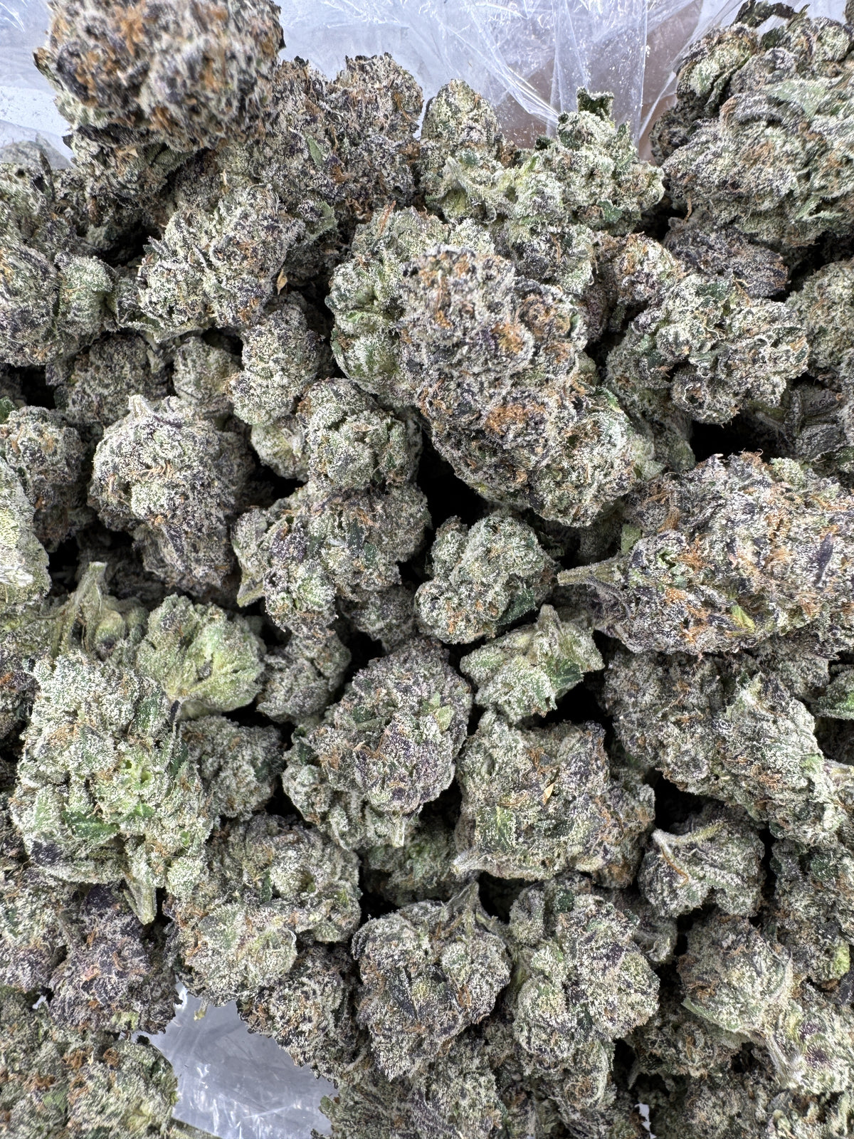 Black Cherry - Indoor