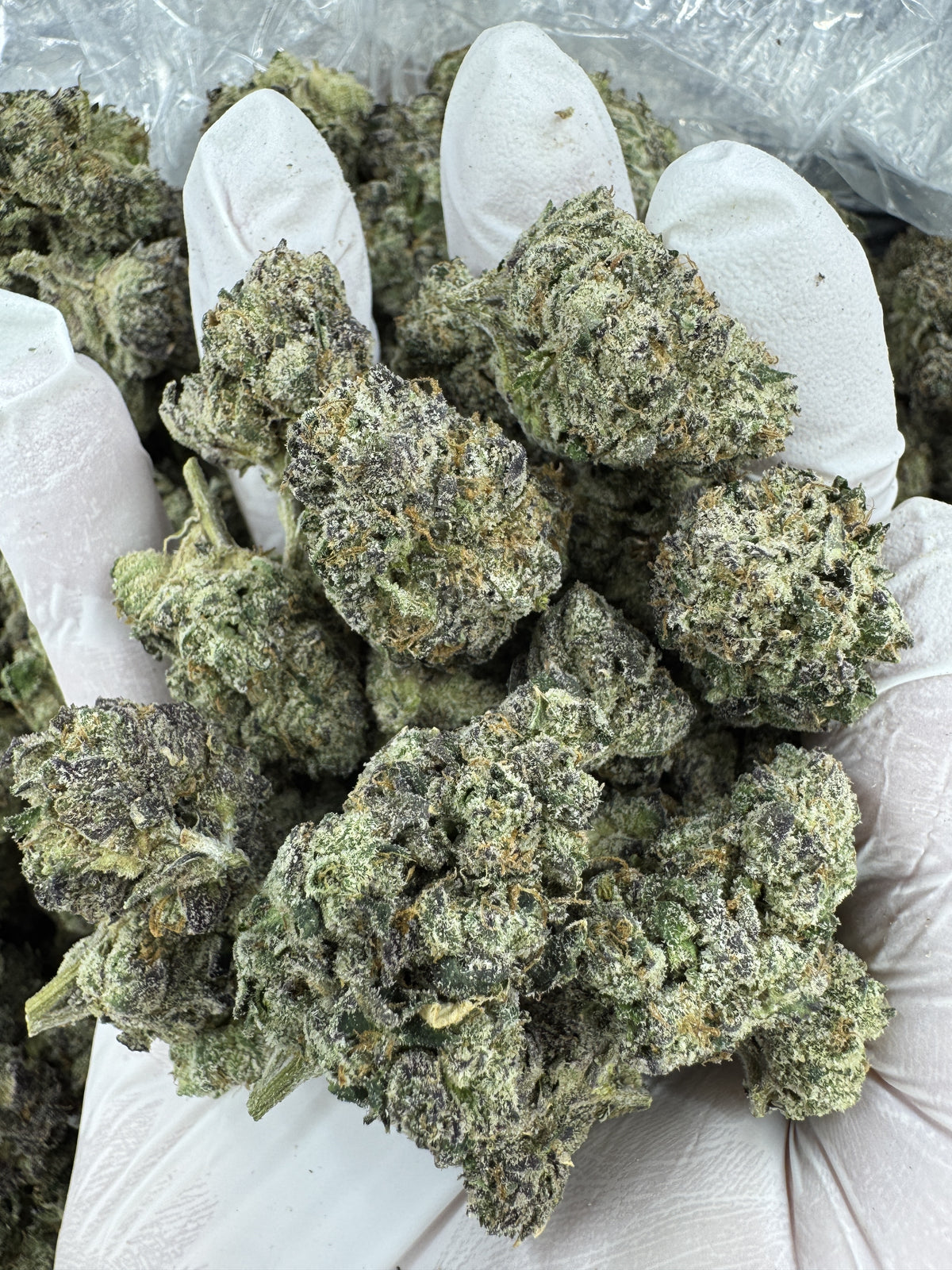 Black Cherry - Indoor