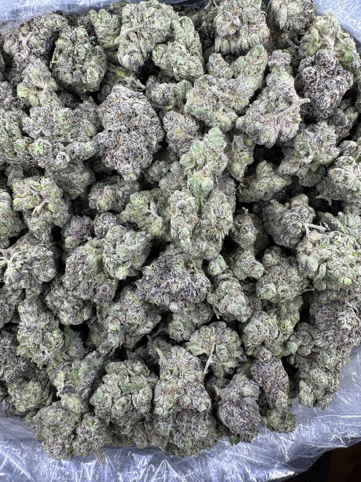 BULK - Lemon Cherry - Indoor