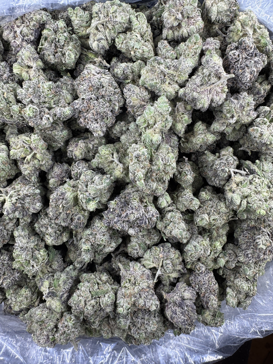 Lemon Cherry - Indoor