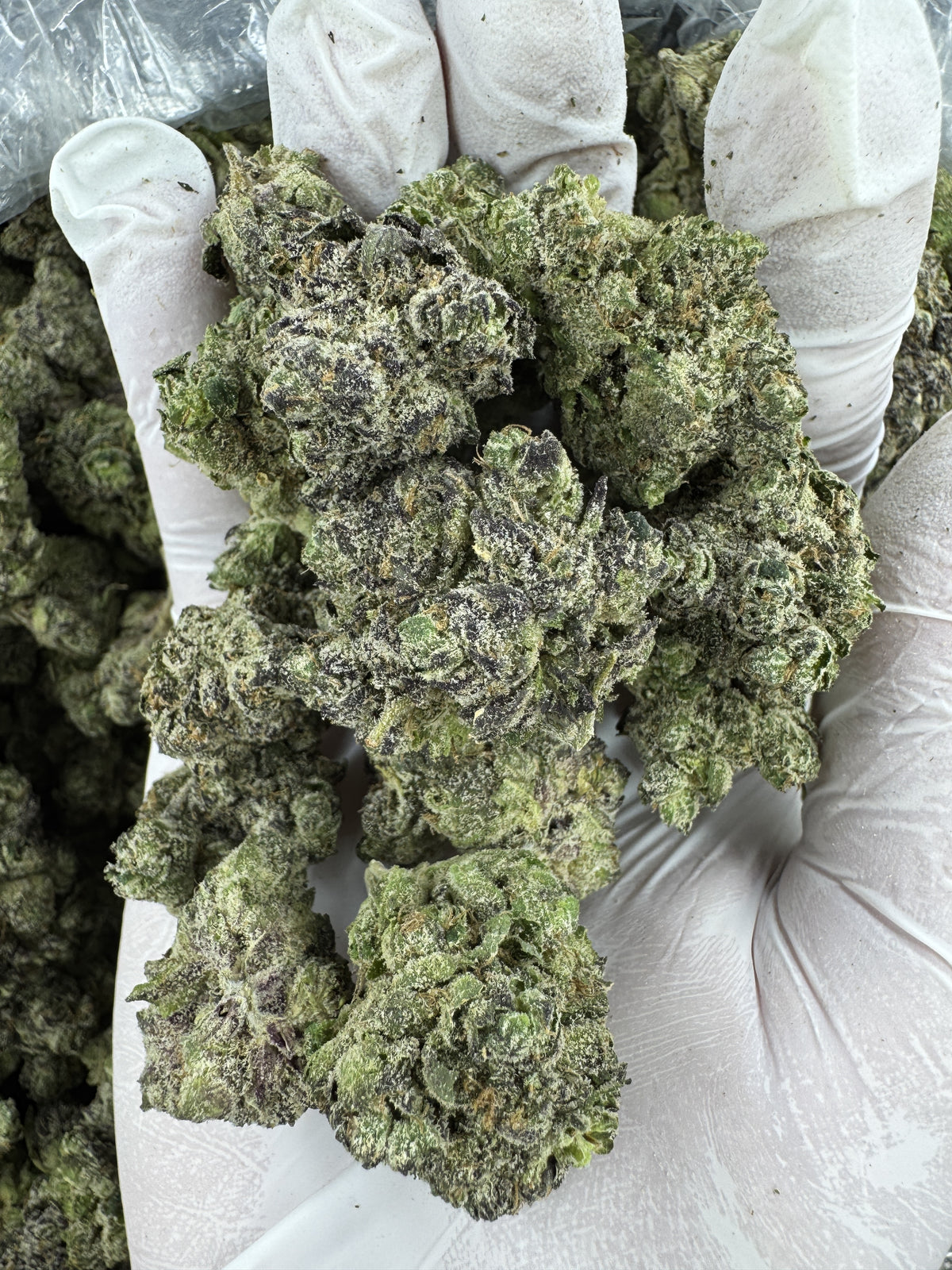 BULK - Lemon Cherry - Indoor
