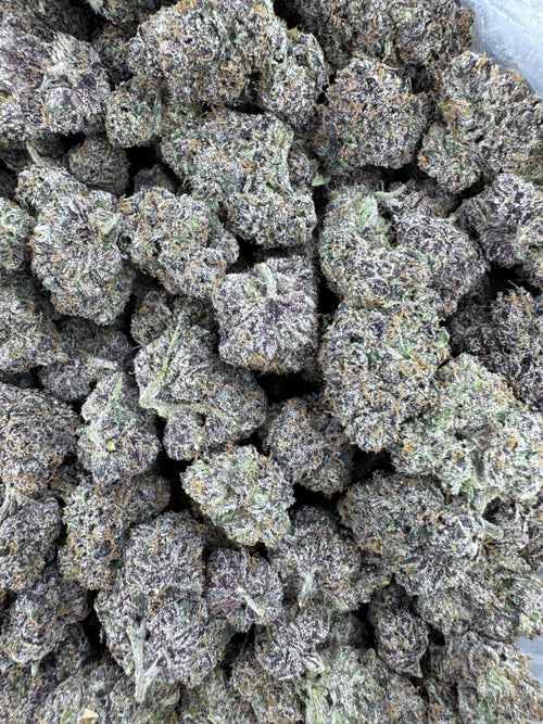 Ube Cherry - Indoor