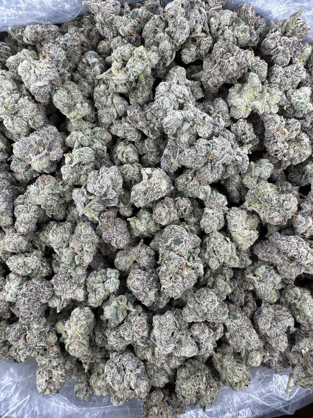 Velvet Candy - Indoor