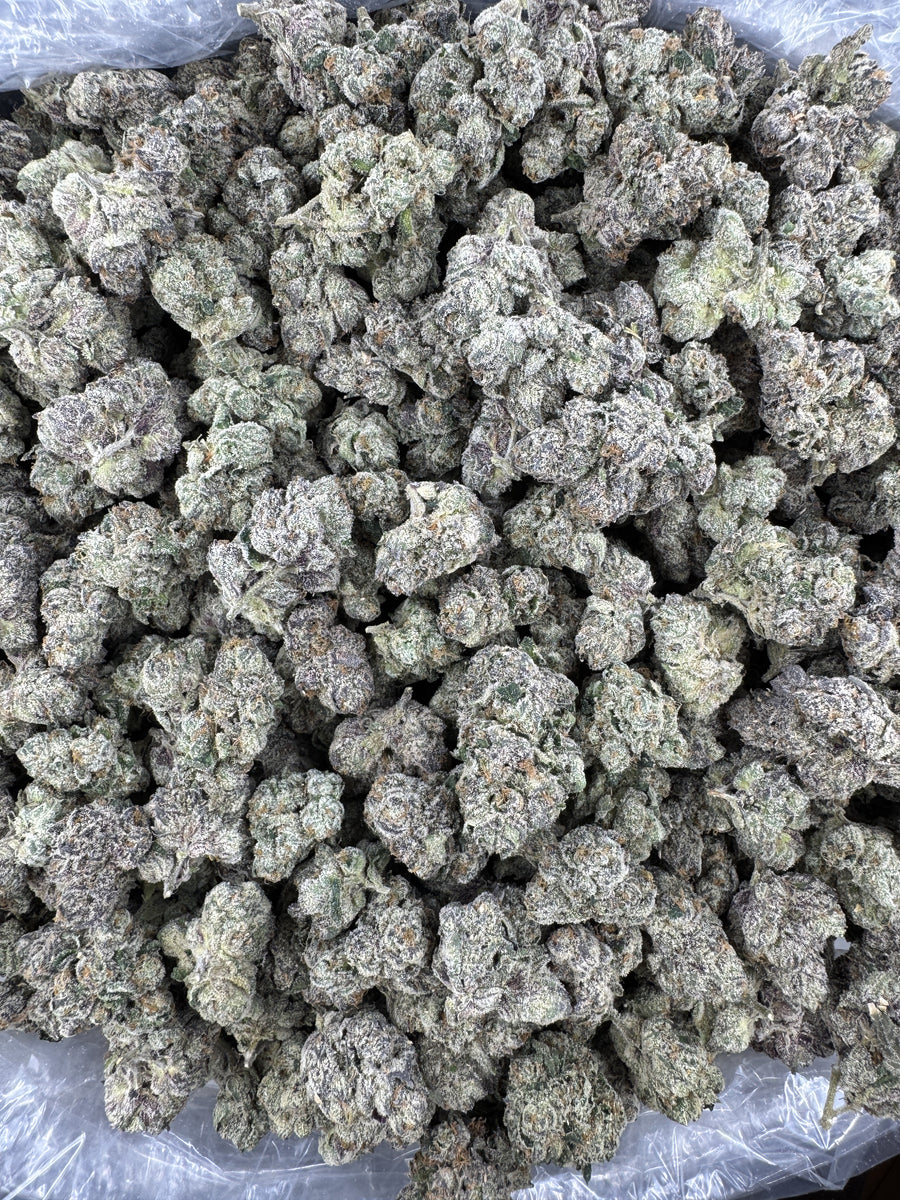 Velvet Candy - Indoor