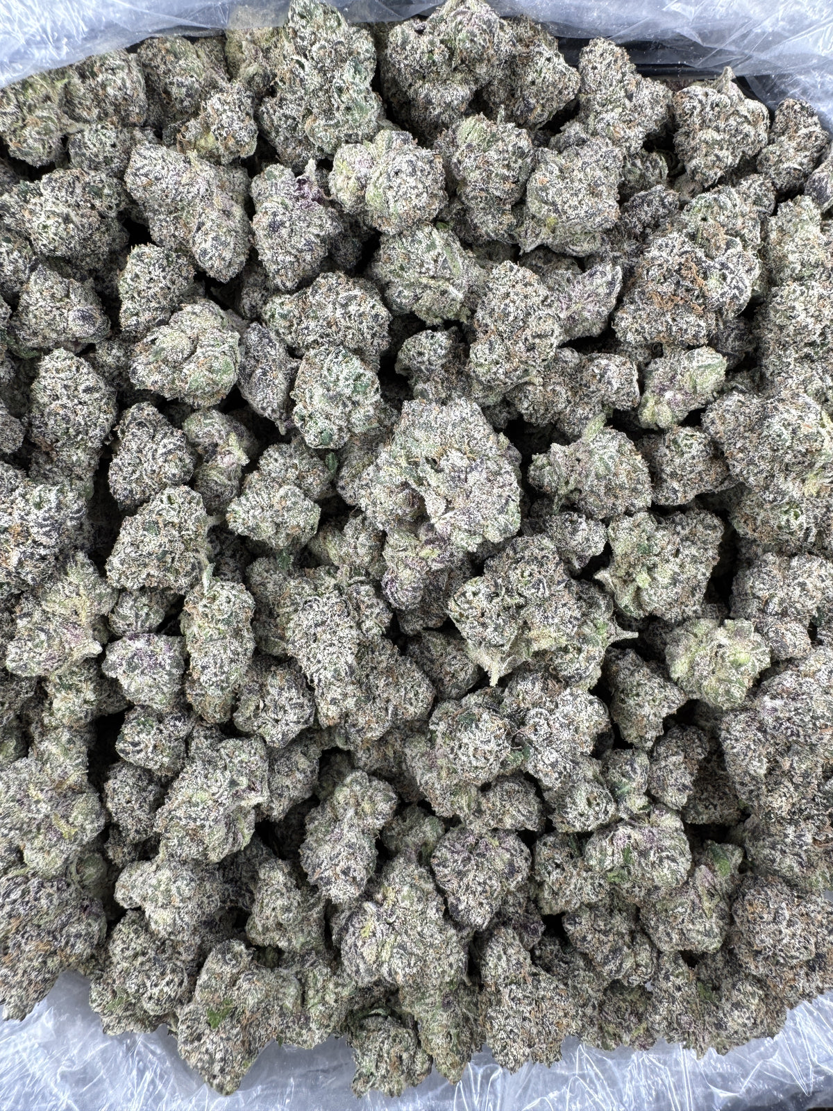 BULK - White Cherry - Indoor