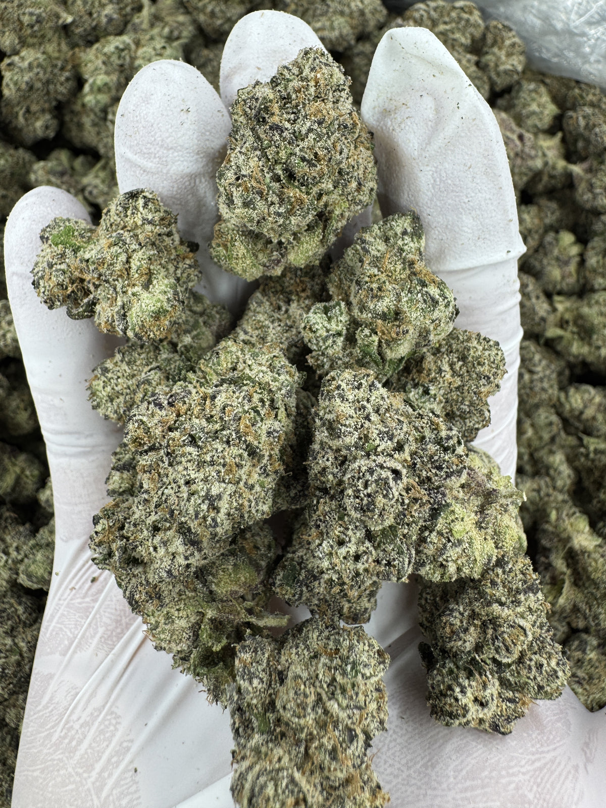 BULK - White Cherry - Indoor