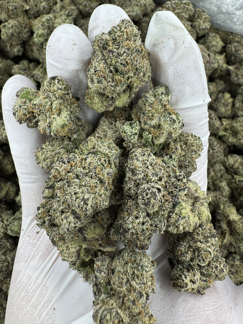 White Cherry - Indoor