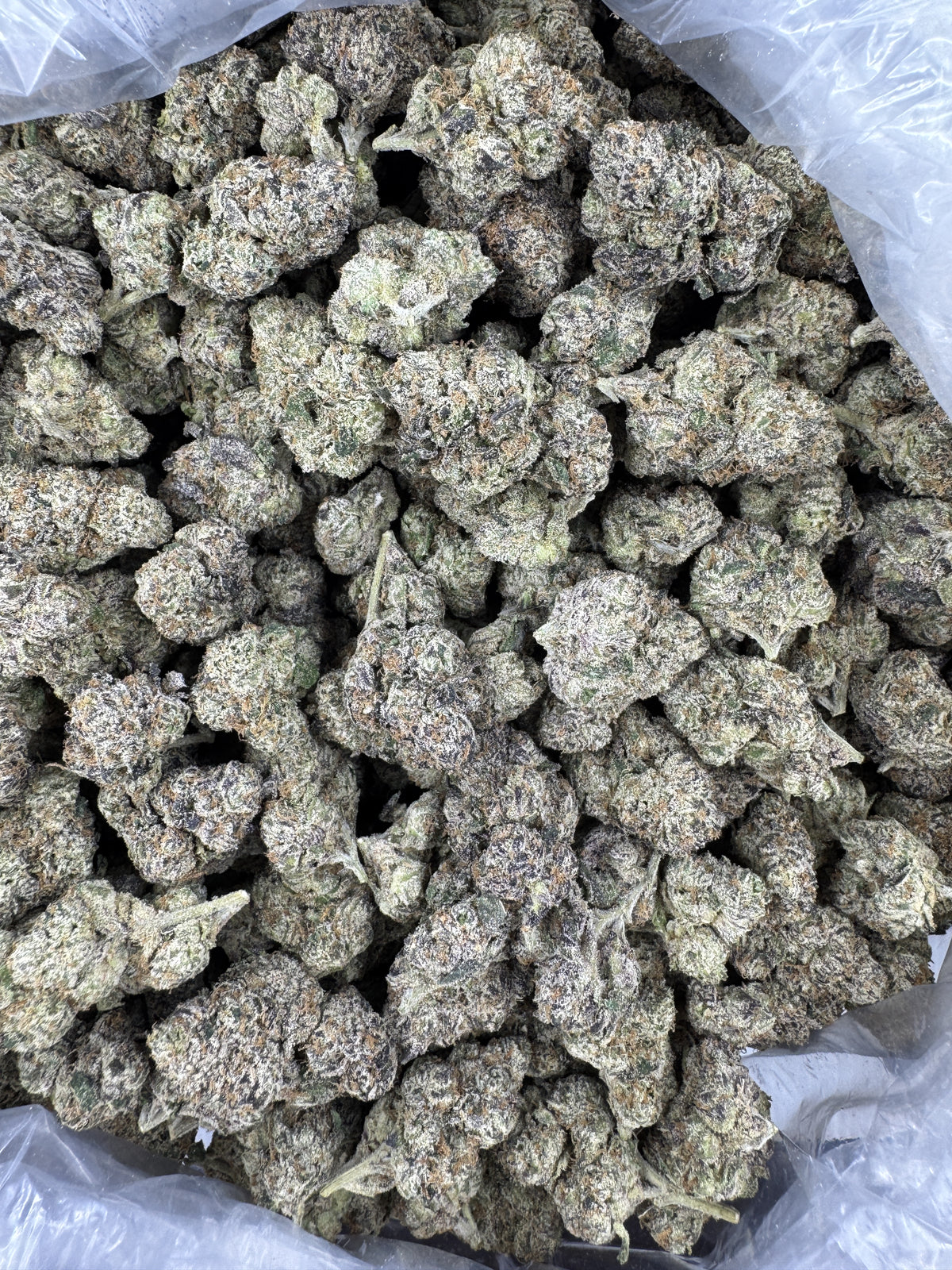 White Runtz - Indoor