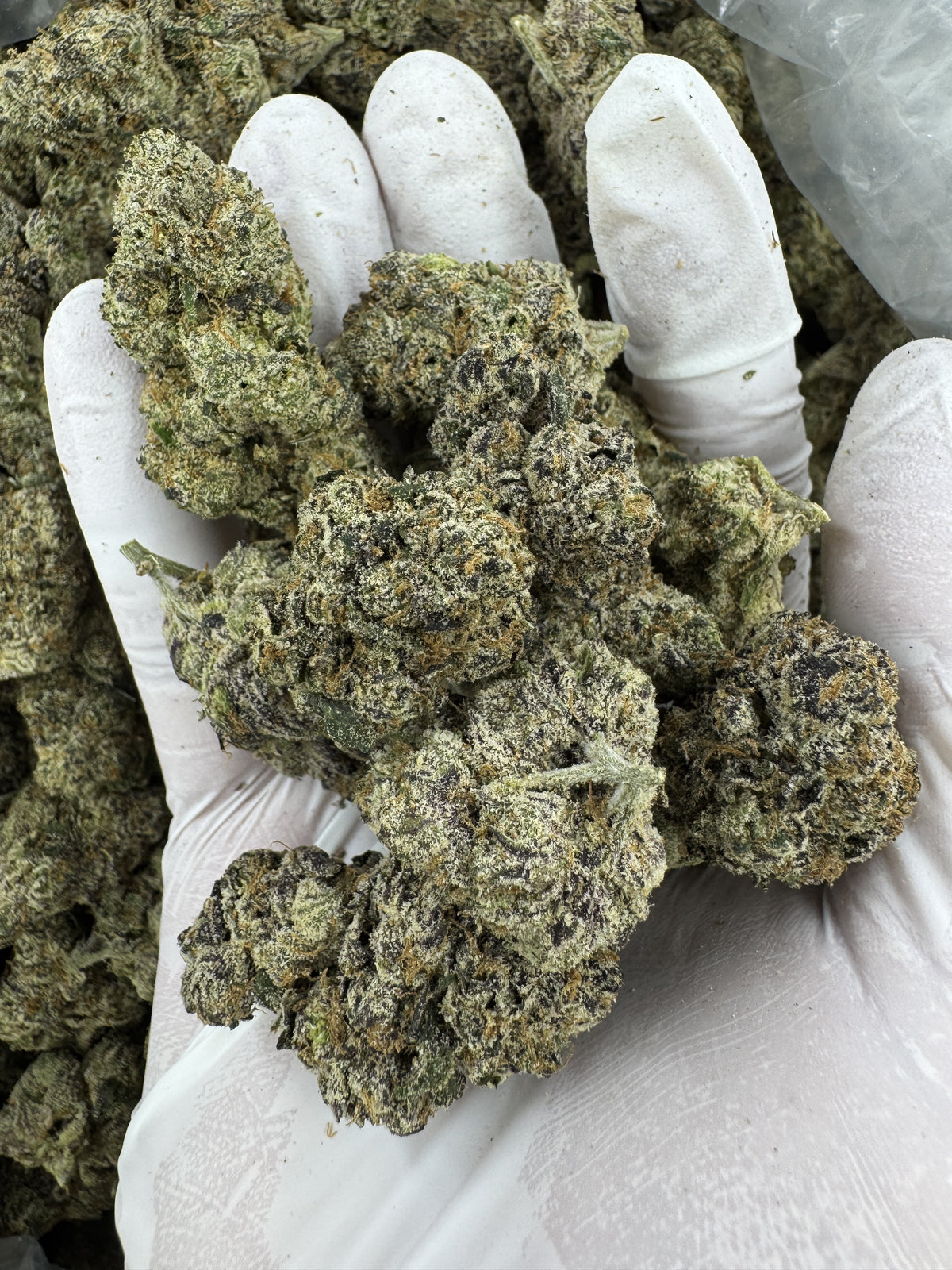 White Runtz - Indoor