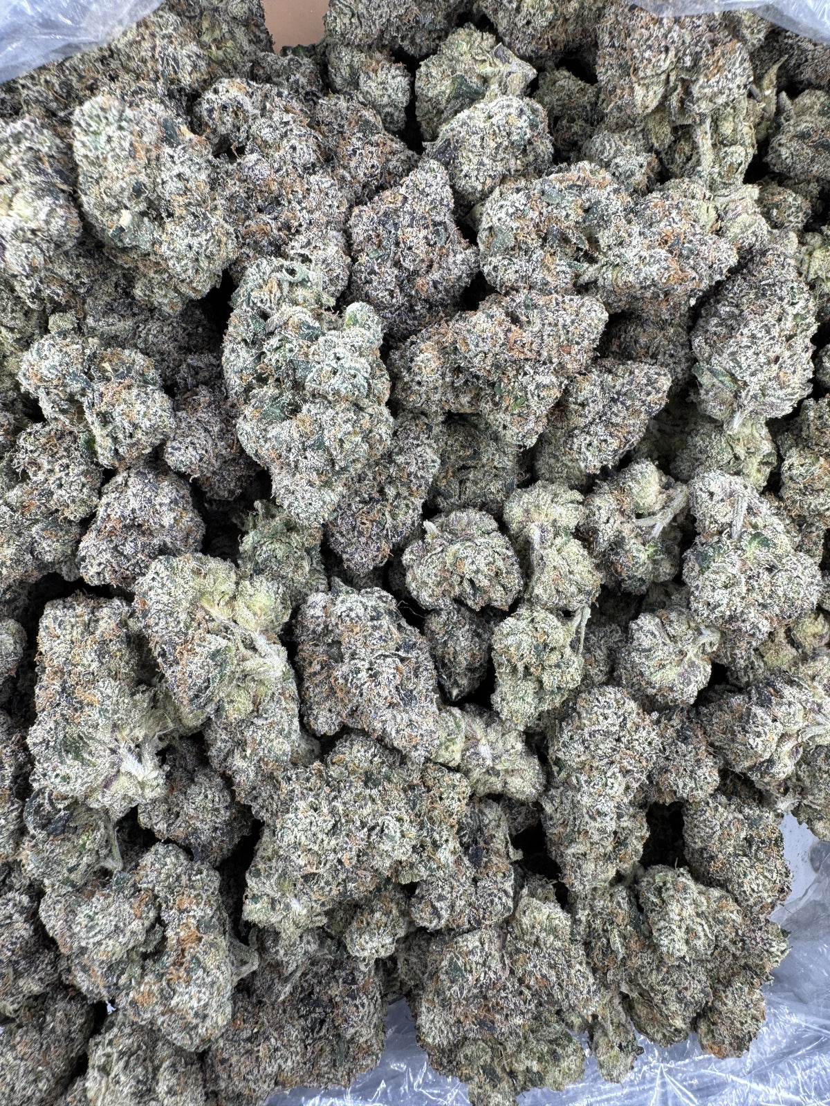 Cherry Pop - Indoor