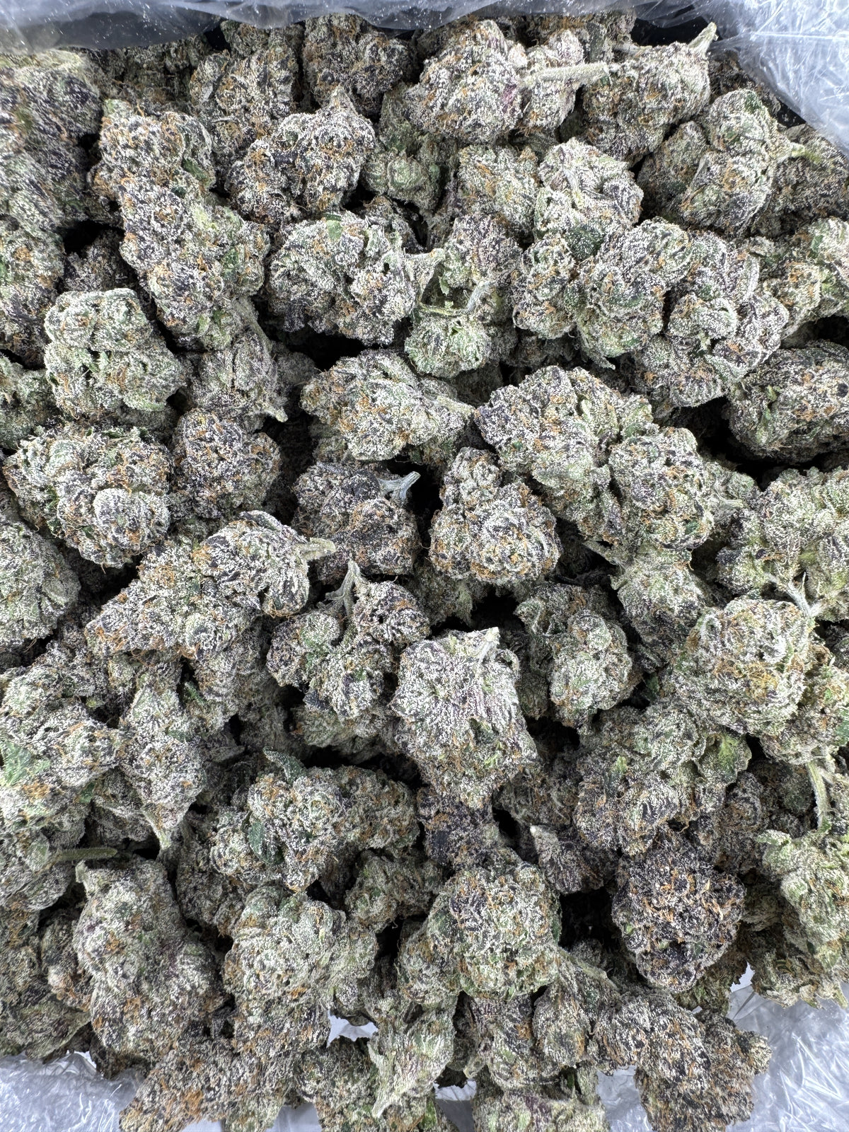 Candy Cane - Indoor