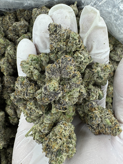 Candy Cane - Indoor