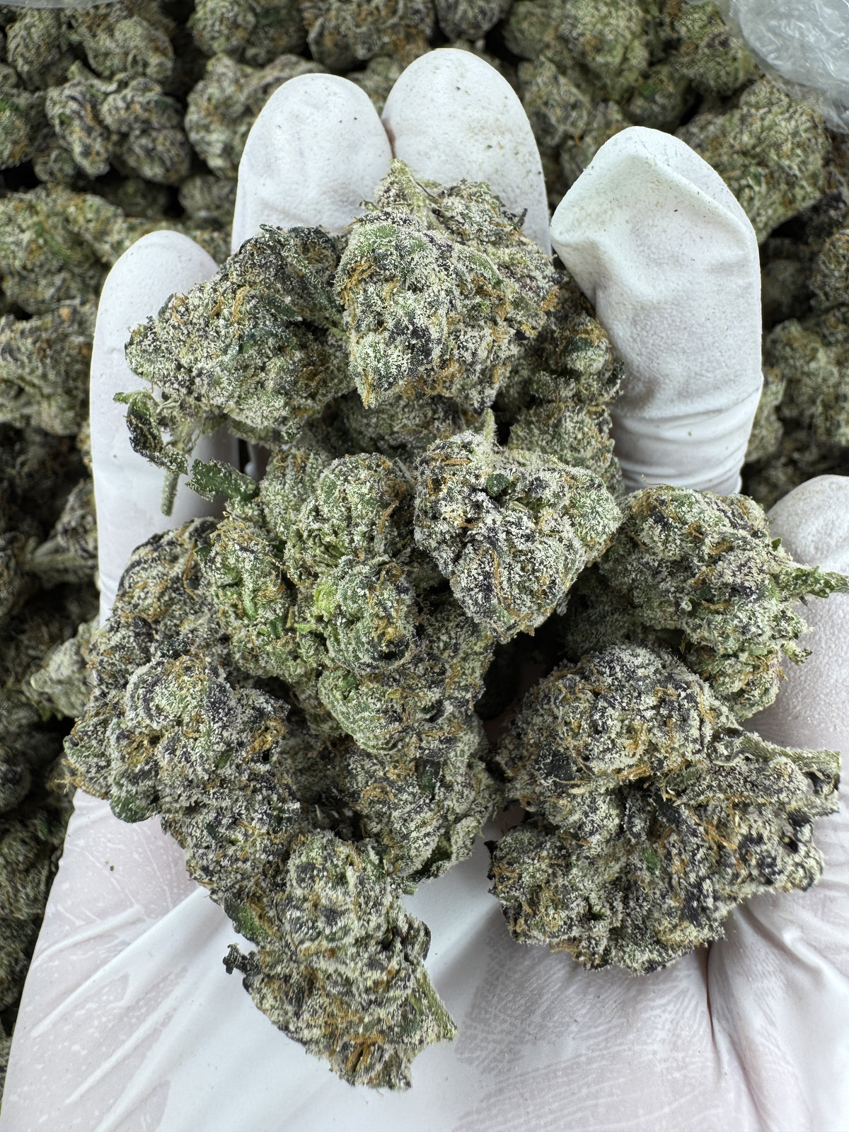 Lemon Cherry Pop Rocks - Indoor - 28G / Ounce Deal