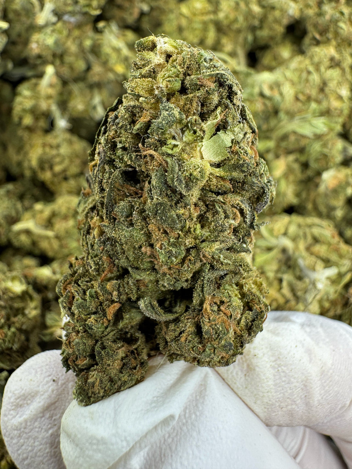 Blueberry Cough - Indoor