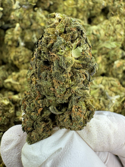 Blueberry Cough - BULK - Indoor