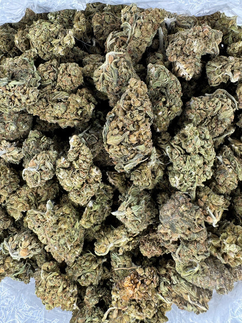 Hella Jellyroll - BULK - Indoor