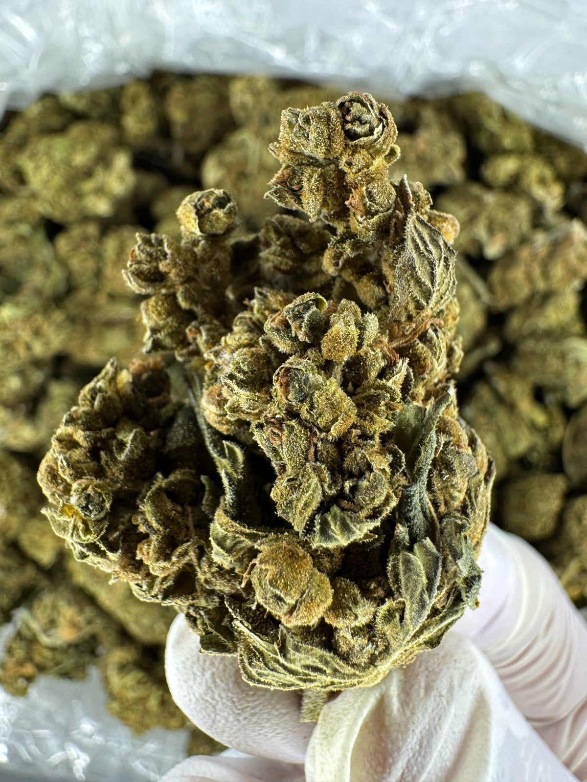 Hella Jellyroll - BULK - Indoor
