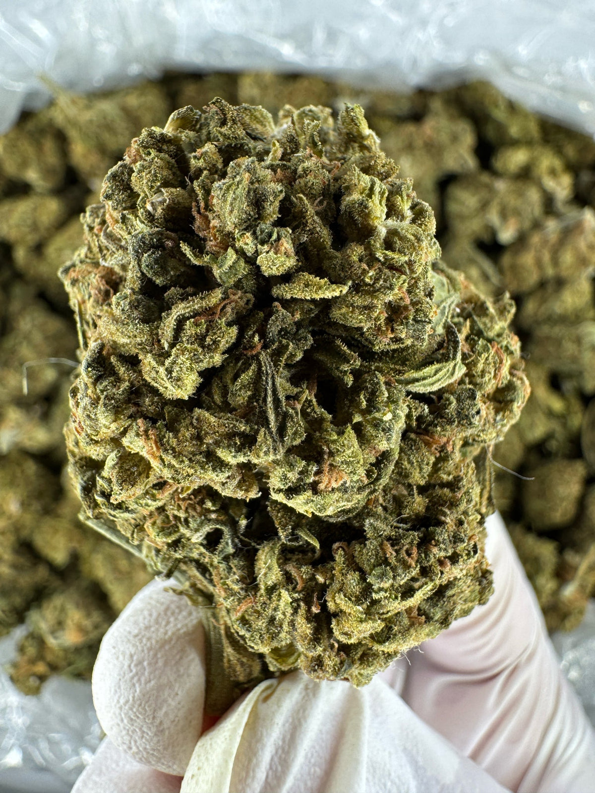 Hella Jellyroll - BULK - Indoor