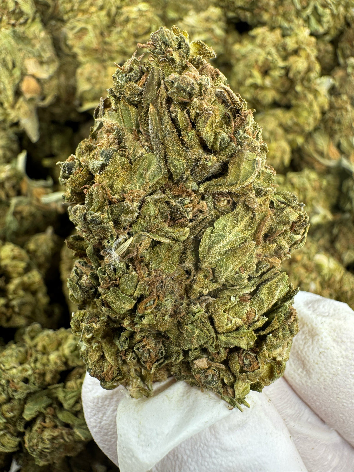 Guava Lemon Smoke - Indoor