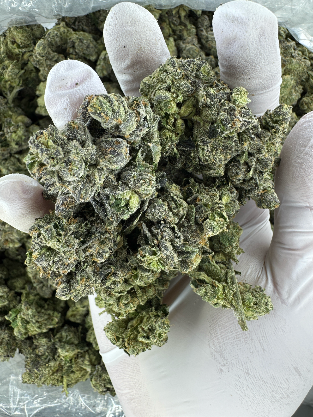 MANGO JETFUEL - SMALLS - BULK - Indoor