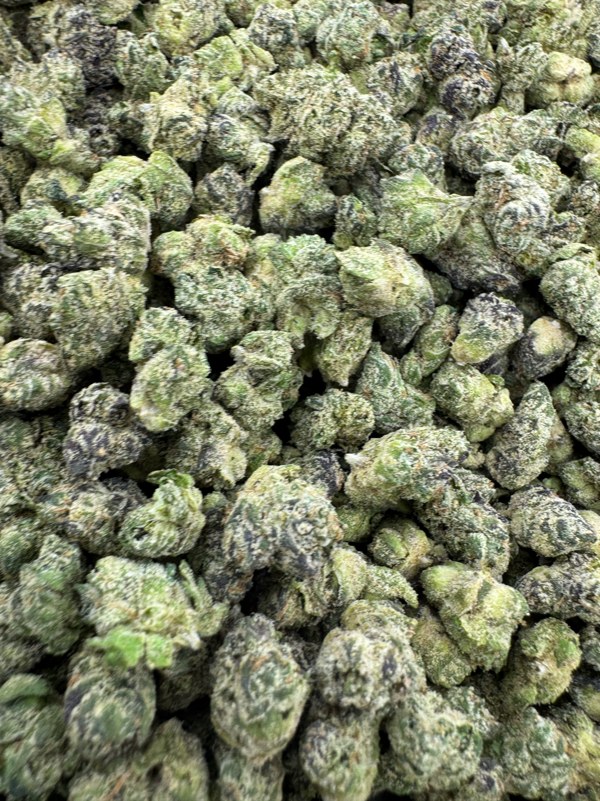 GOLDEN HAZE POP - SMALLS - BULK - Indoor
