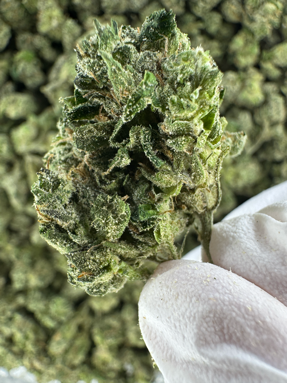 Bubba Candy Coat - SMALLS - Indoor