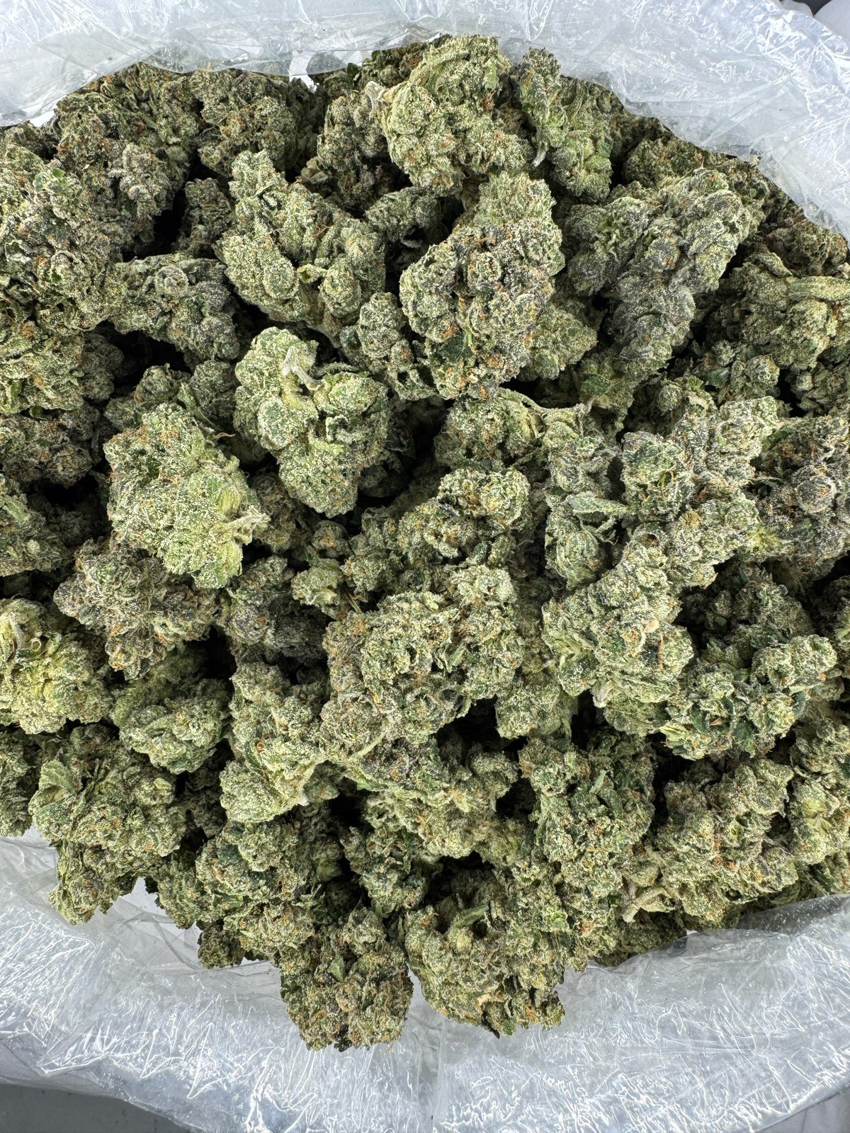 Blue Dream - Indoor