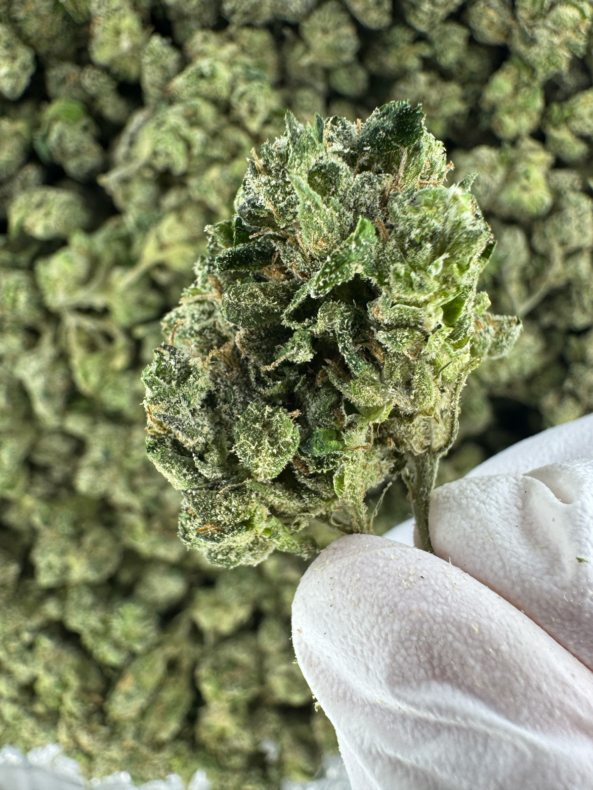 Bubba Candy Coat - SMALLS - Indoor