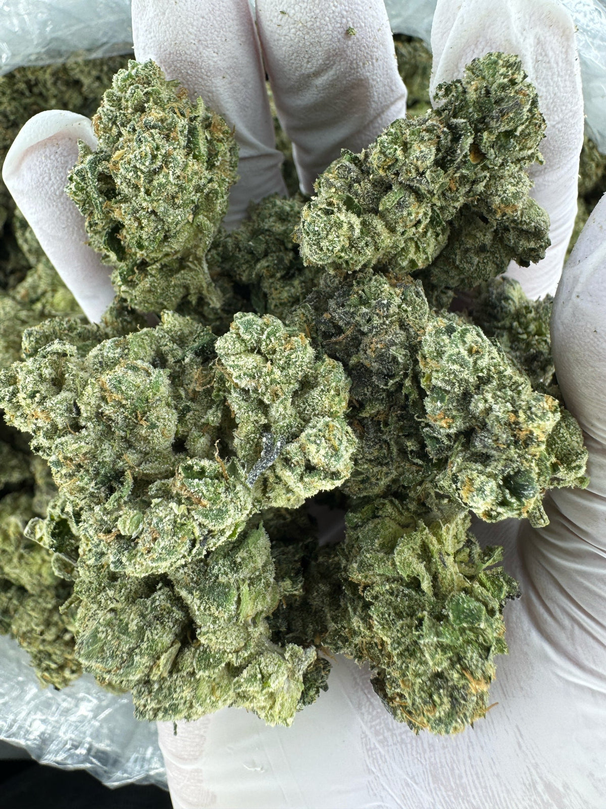 Blue Dream - Indoor