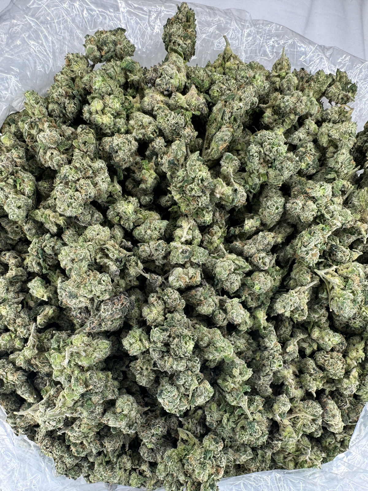 Bubba Candy Coat - SMALLS - Indoor