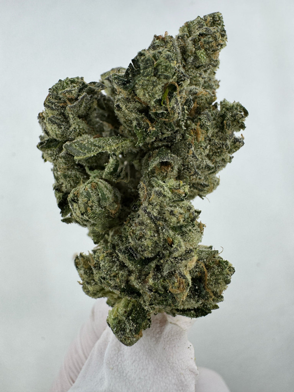 Blue Dream - Indoor