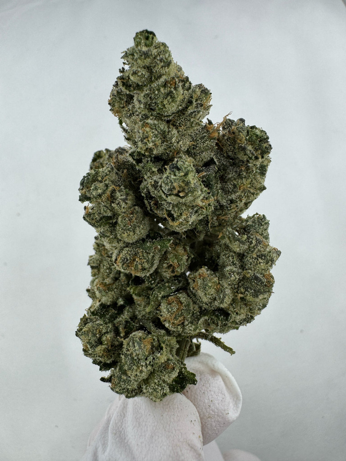 Blue Dream - Indoor