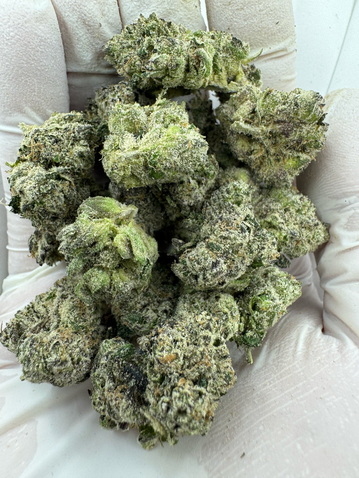 Master Kush - BULK - Indoor