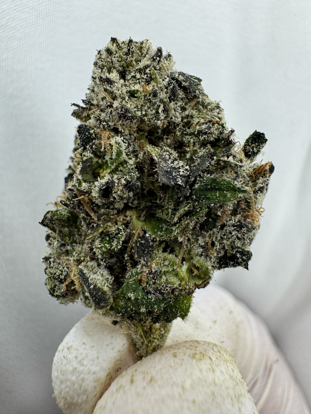 Master Kush - BULK - Indoor