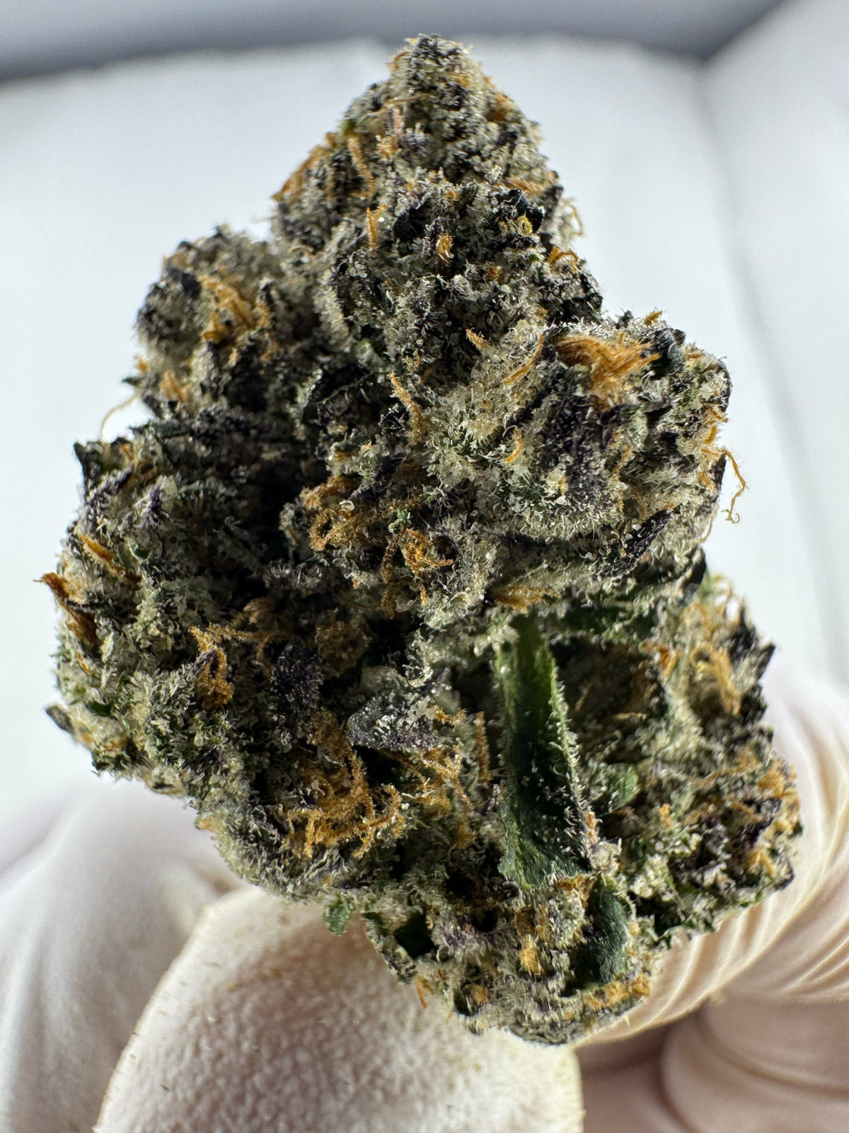 LA CONFIDENTIAL - Indoor