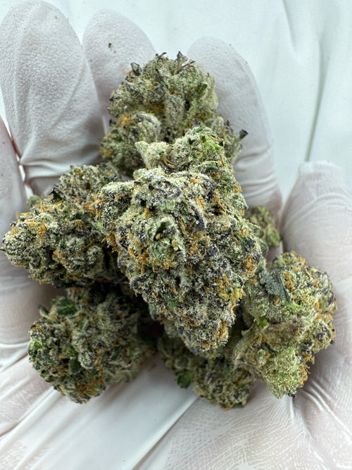 God's Gift - Indoor
