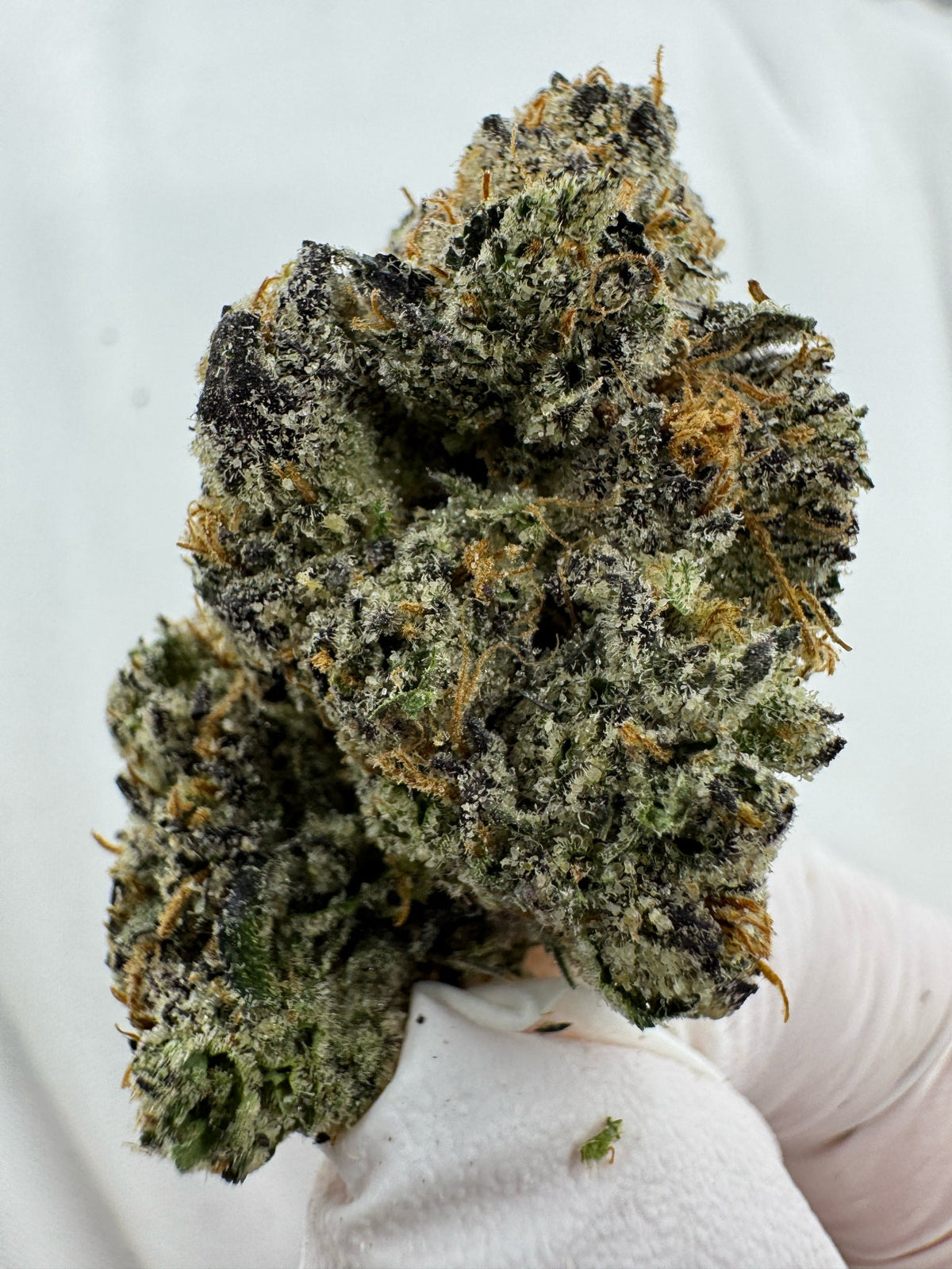God's Gift - BULK - Indoor