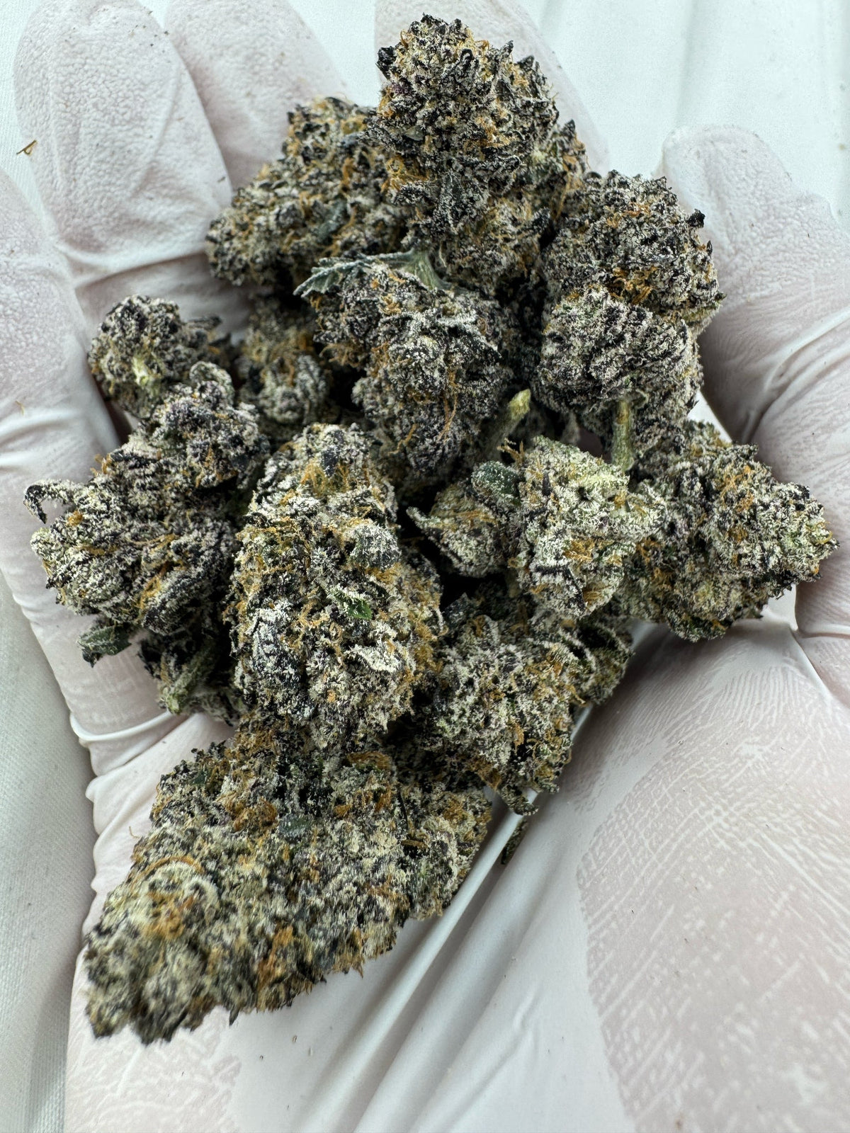 Amnesia Haze - Indoor