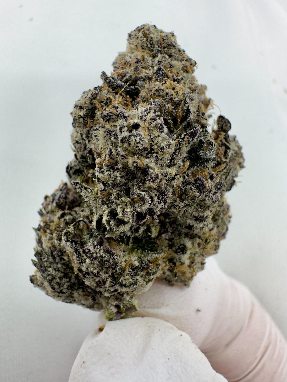 Amnesia Haze - Indoor
