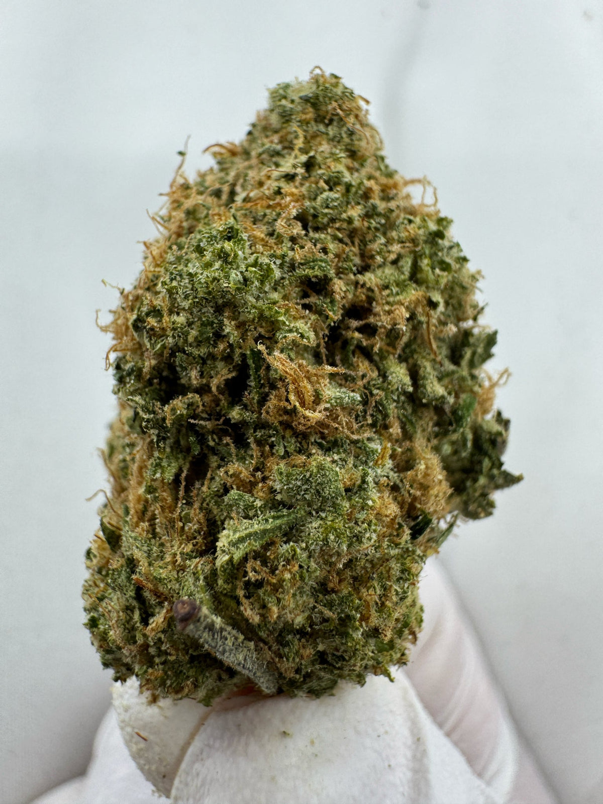 Maui Wowie - Indoor