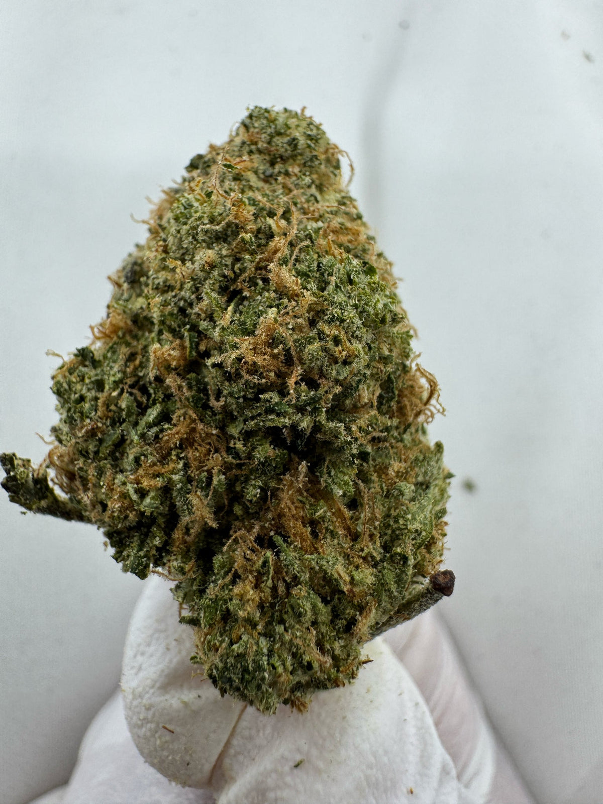 Maui Wowie - Indoor