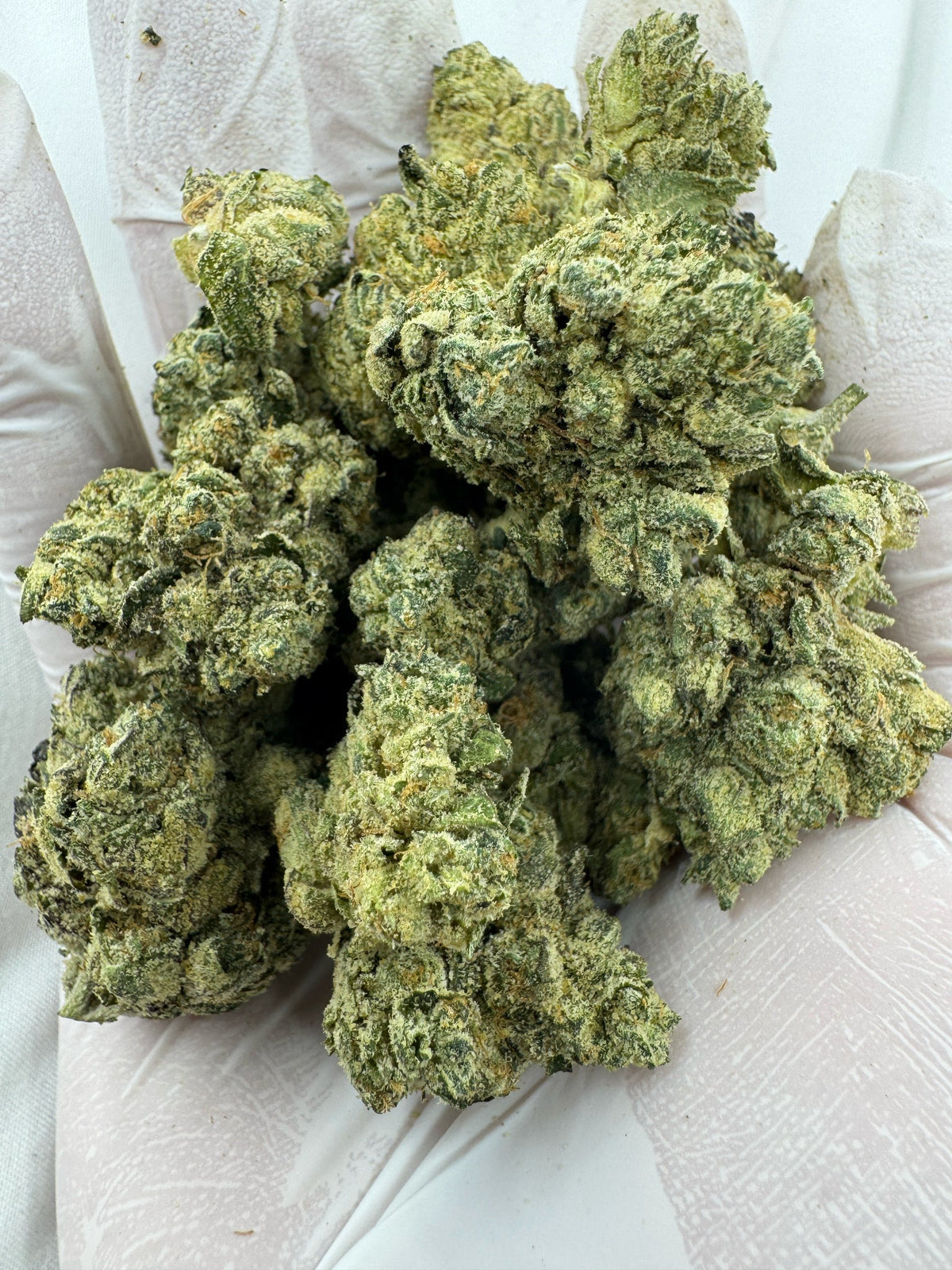 CHOCOLOPE - Indoor
