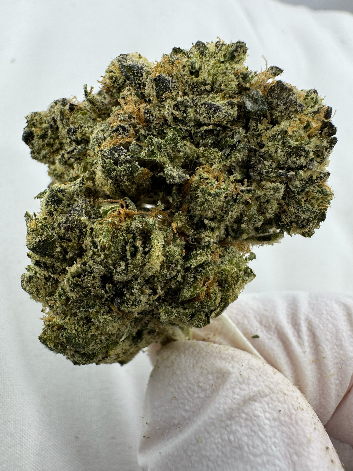 CHOCOLOPE - Indoor