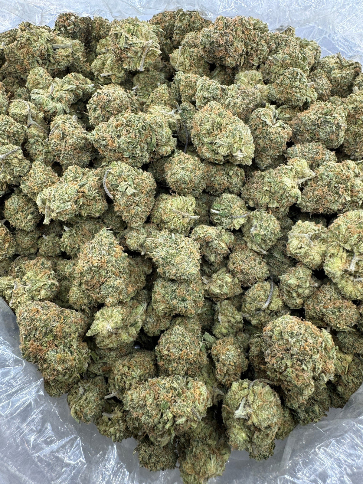 Harlequin - Indoor