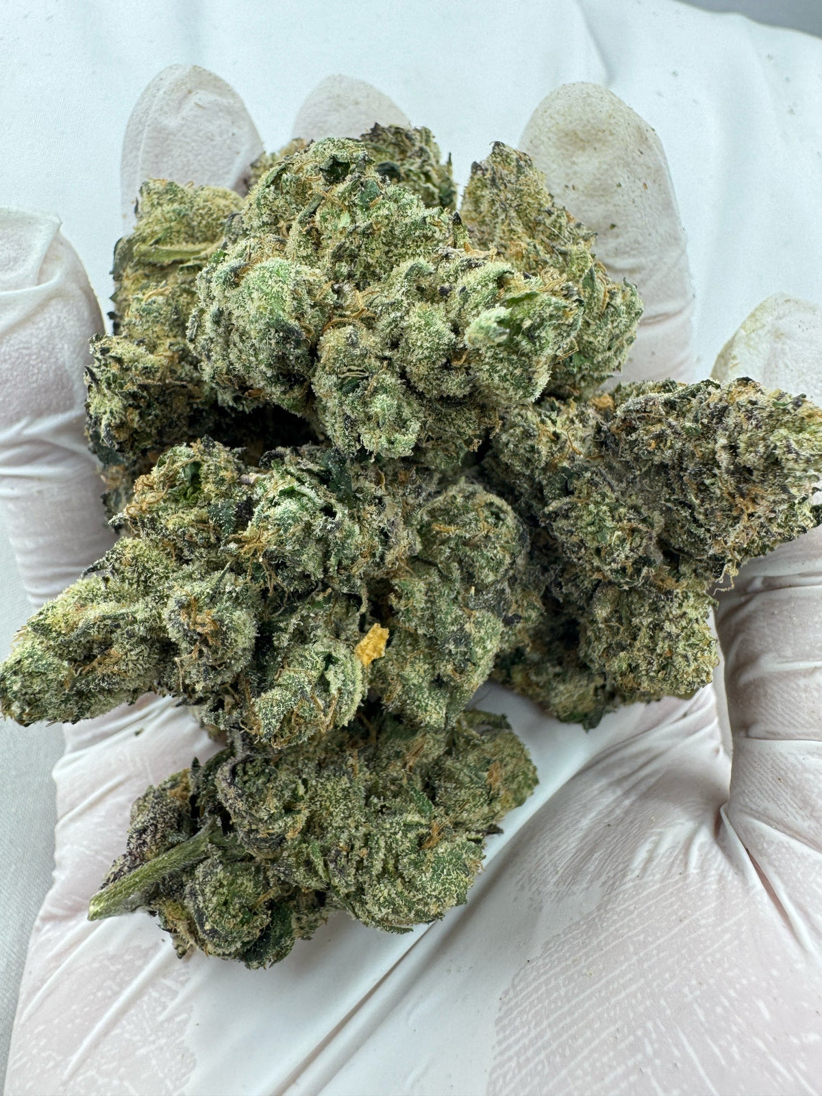 Island Sweet Skunk - BULK - Indoor