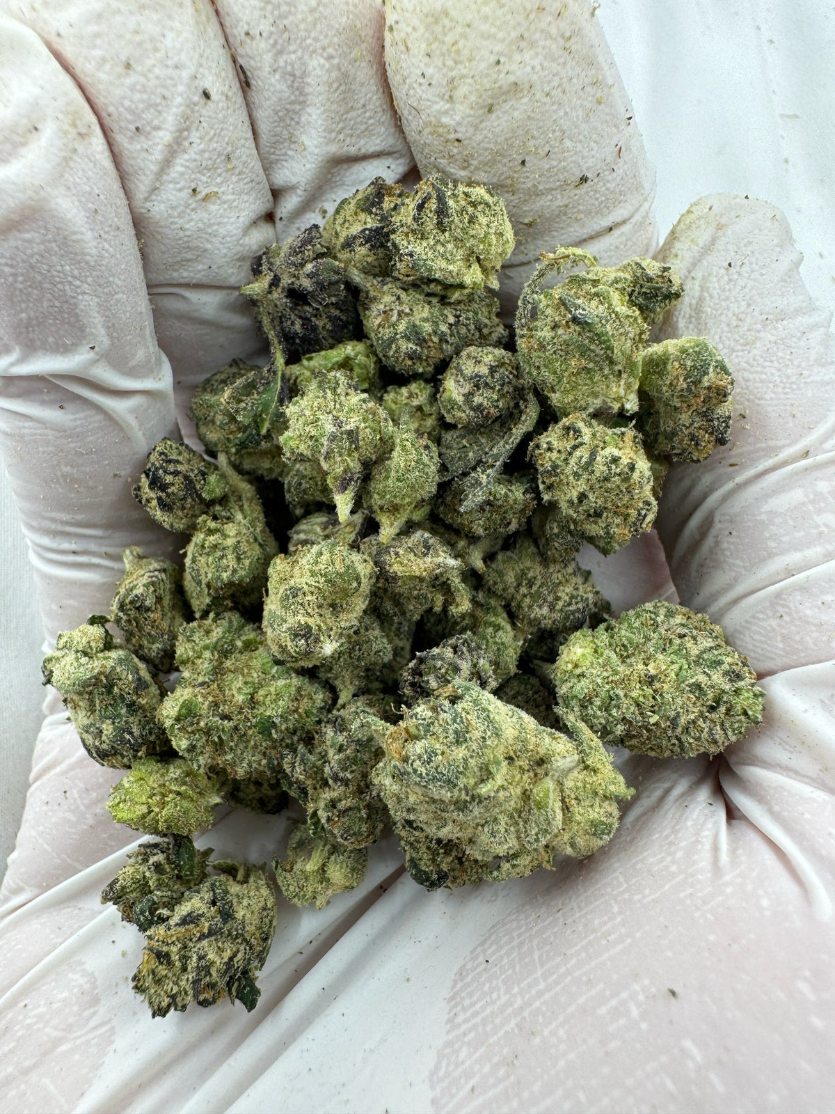LAMBS BREAD - SMALLS - BULK - Indoor