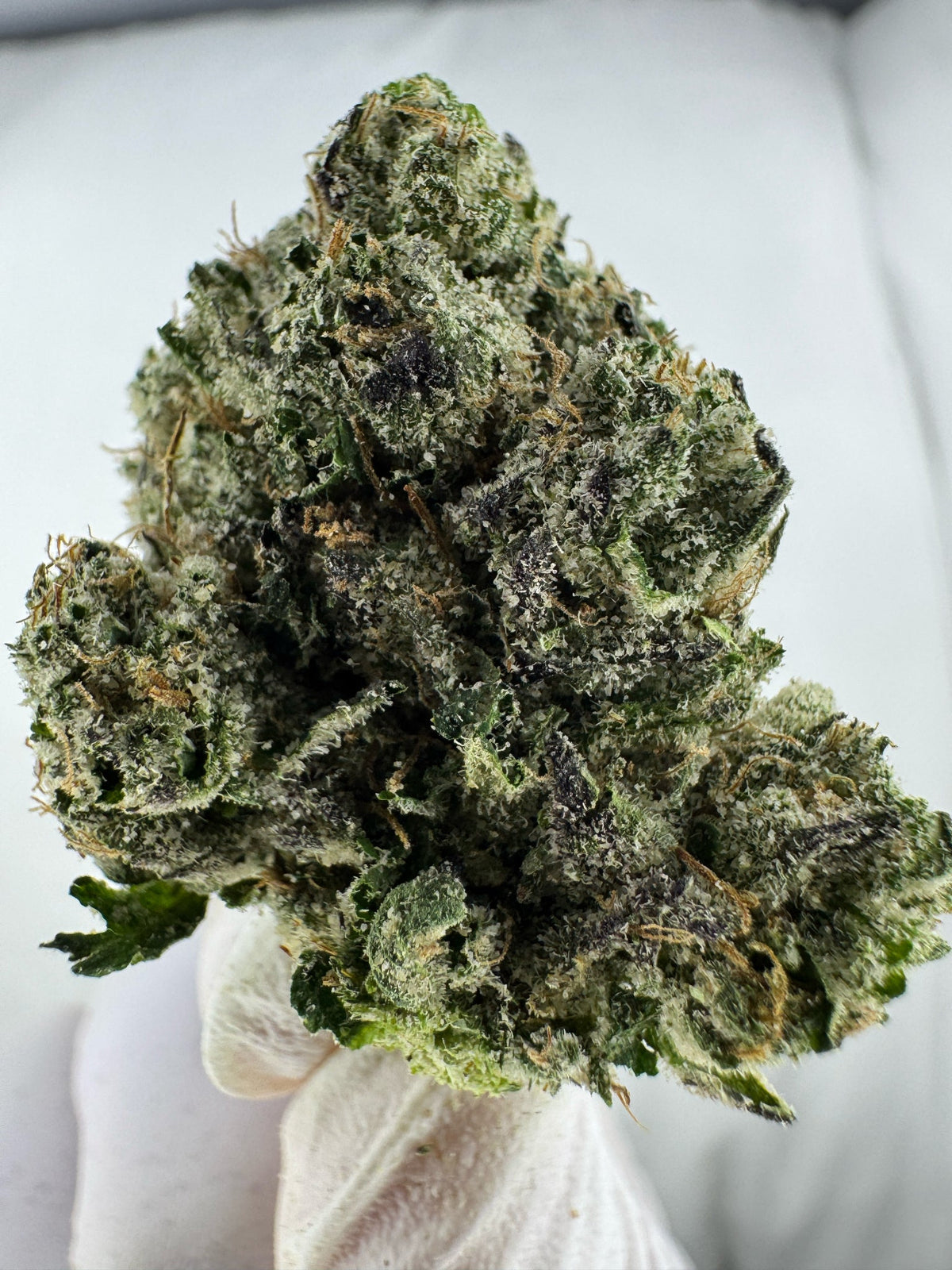 Super Boof - Indoor