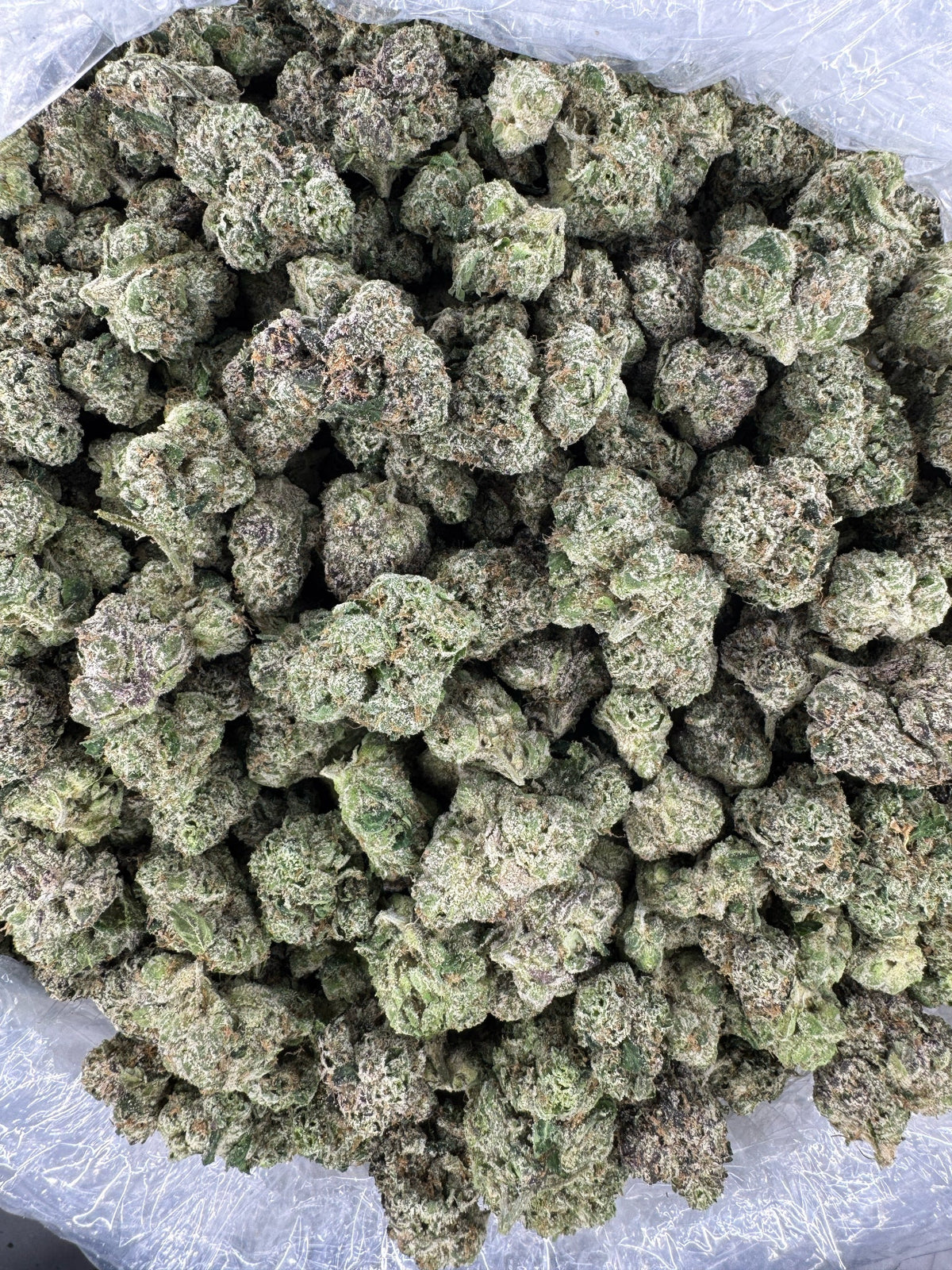 BULK - GG4 - Indoor
